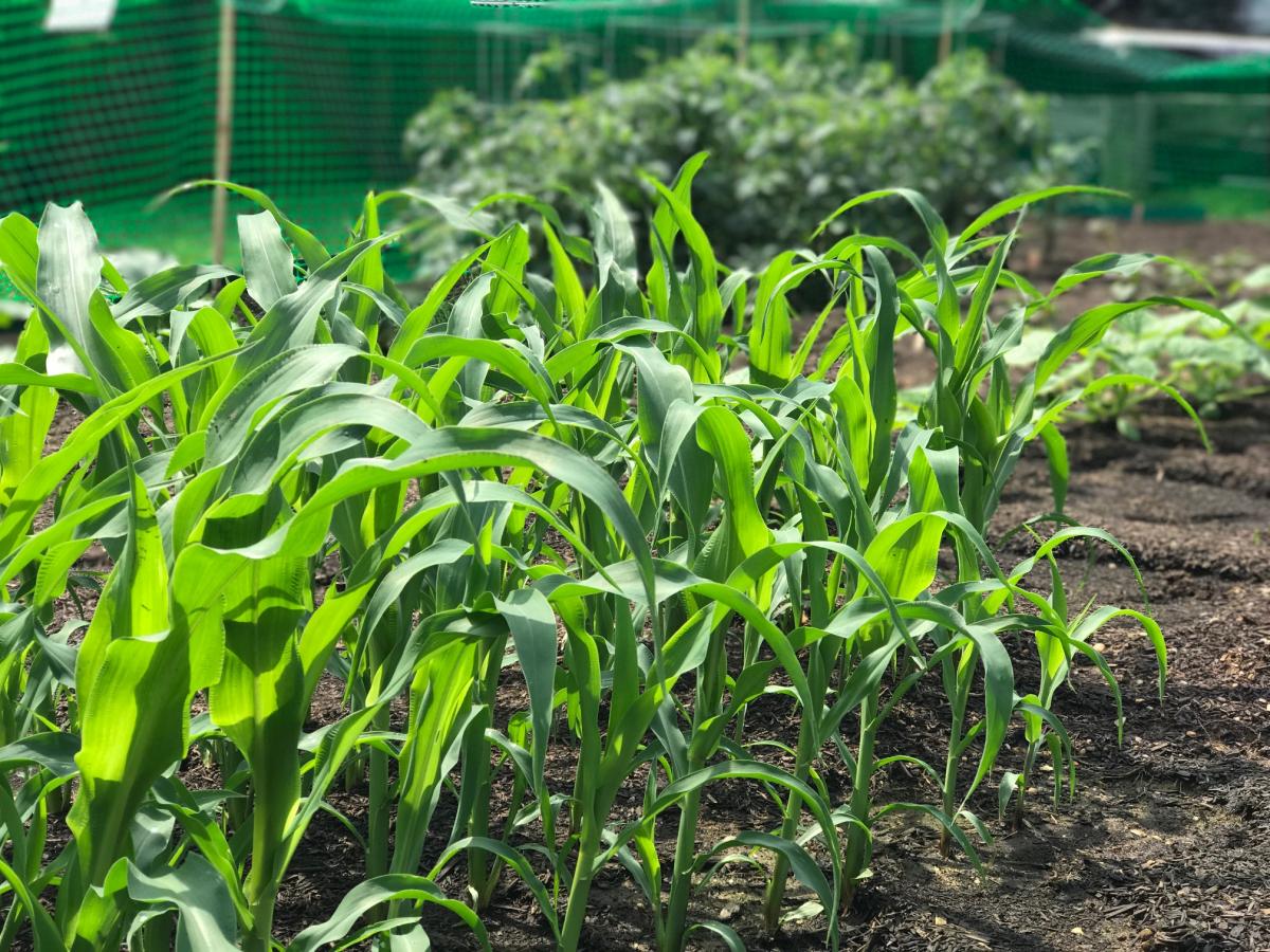 garden corn