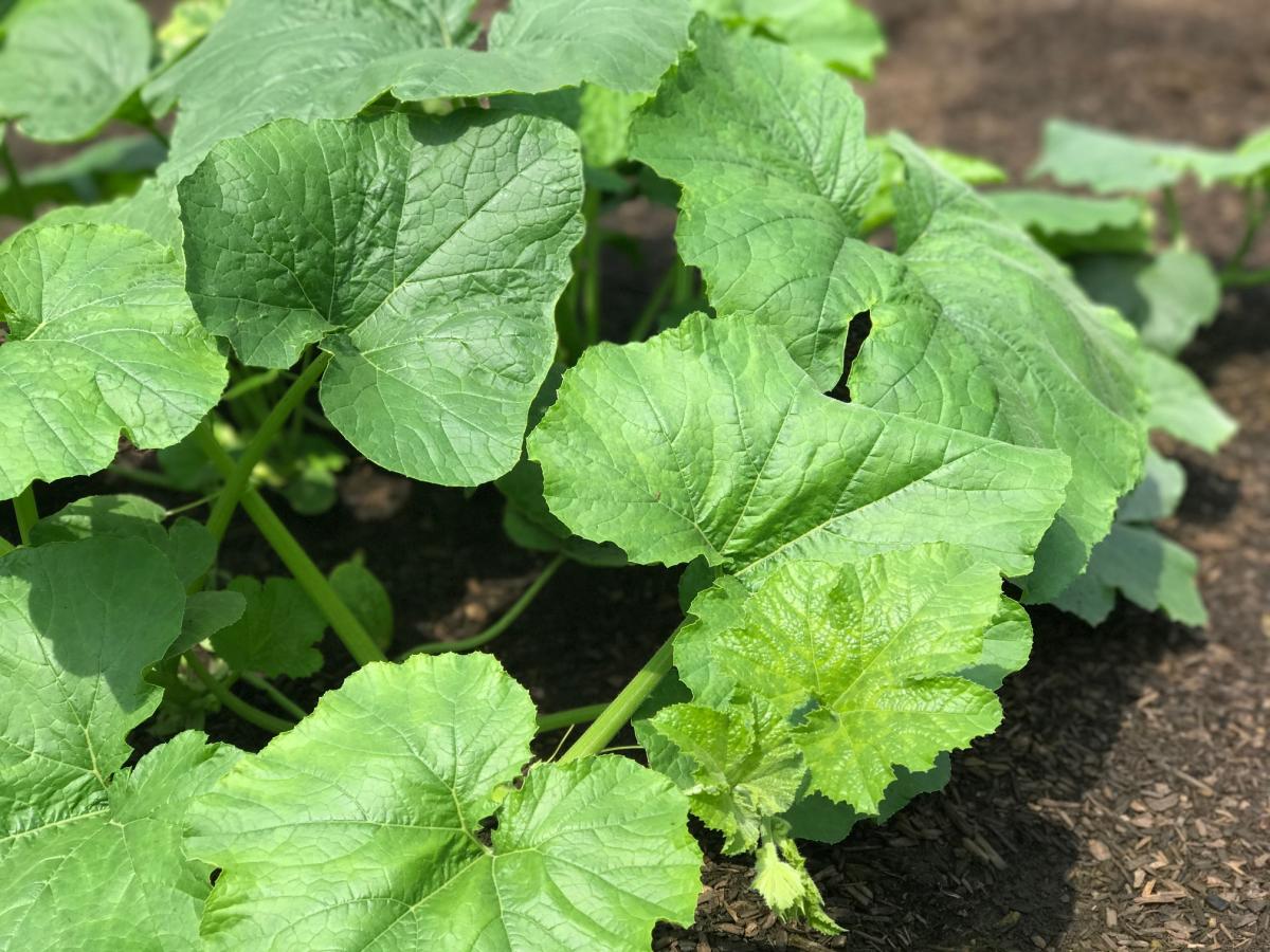 garden pumpkins