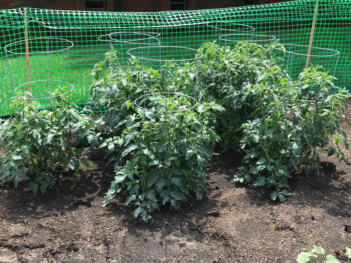 garden tomatoes