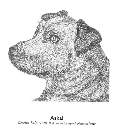 A photo of a dog titled "Askal" from Damozel