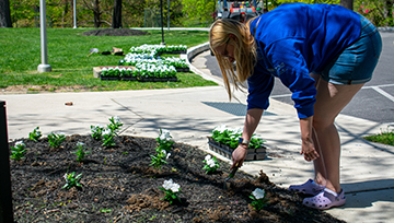A student planting a flower on campus