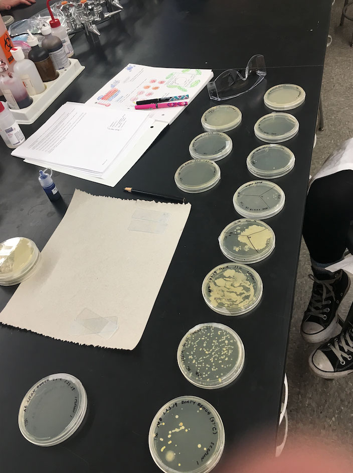 Microbiology lab samples