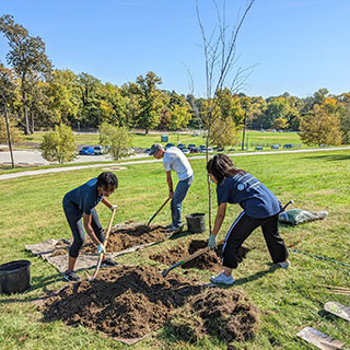 3 people planting tree