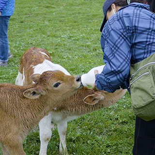 a women feeding cow