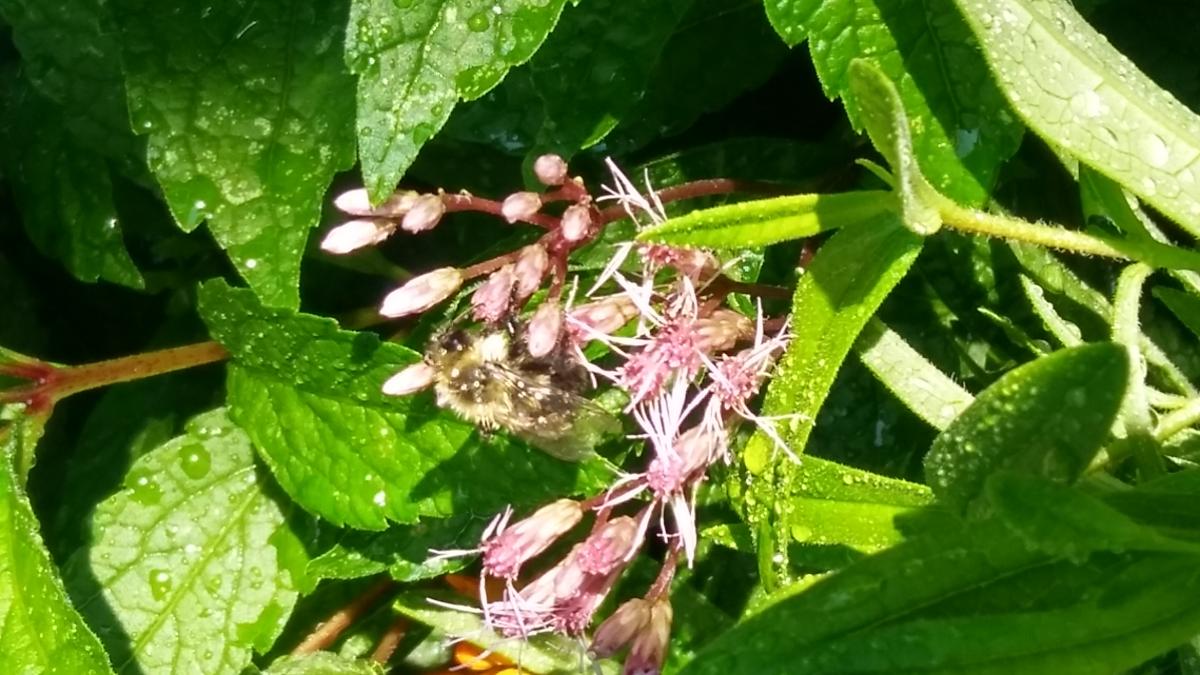 Pollinator garden honey bee