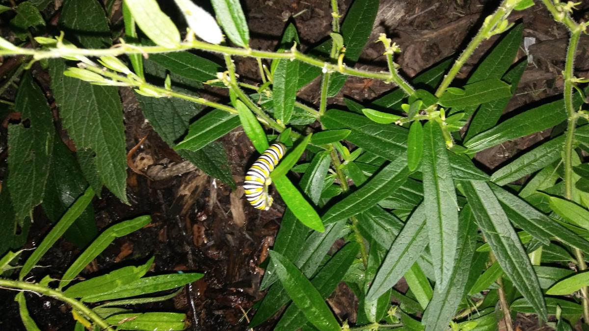 Pollinator garden caterpillar