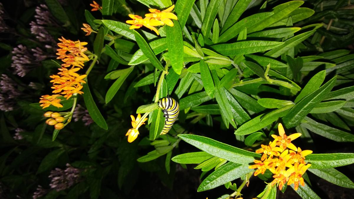 Pollinator garden caterpillar