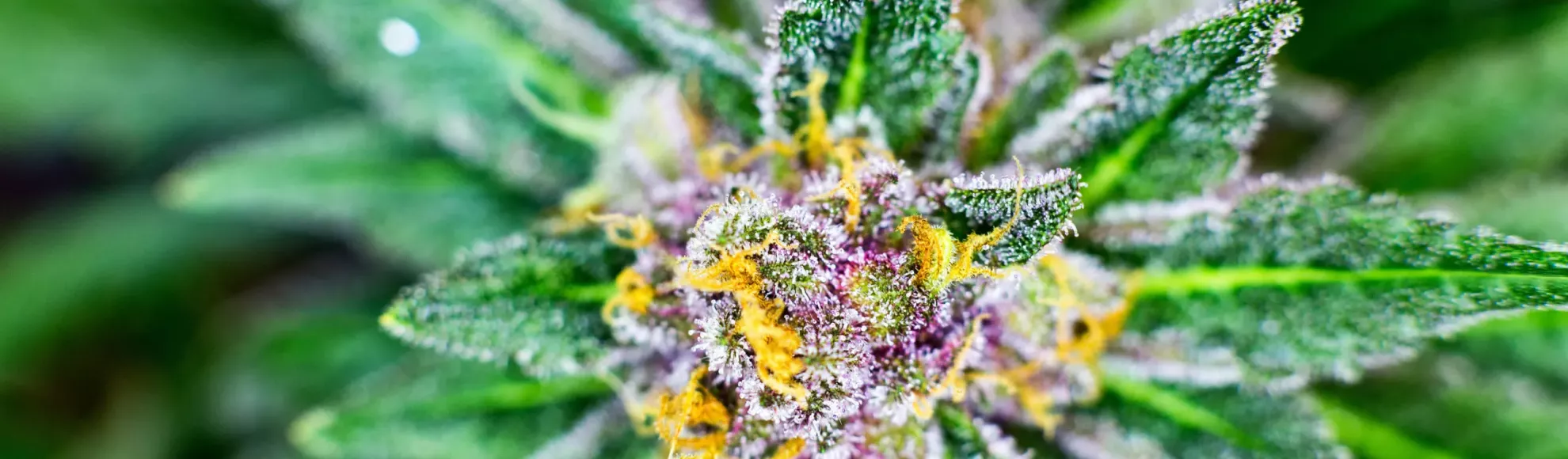 Post-Baccalaureate Certificate in Cannabis Science: Therapeutics, Product Design, and Quality Assurance