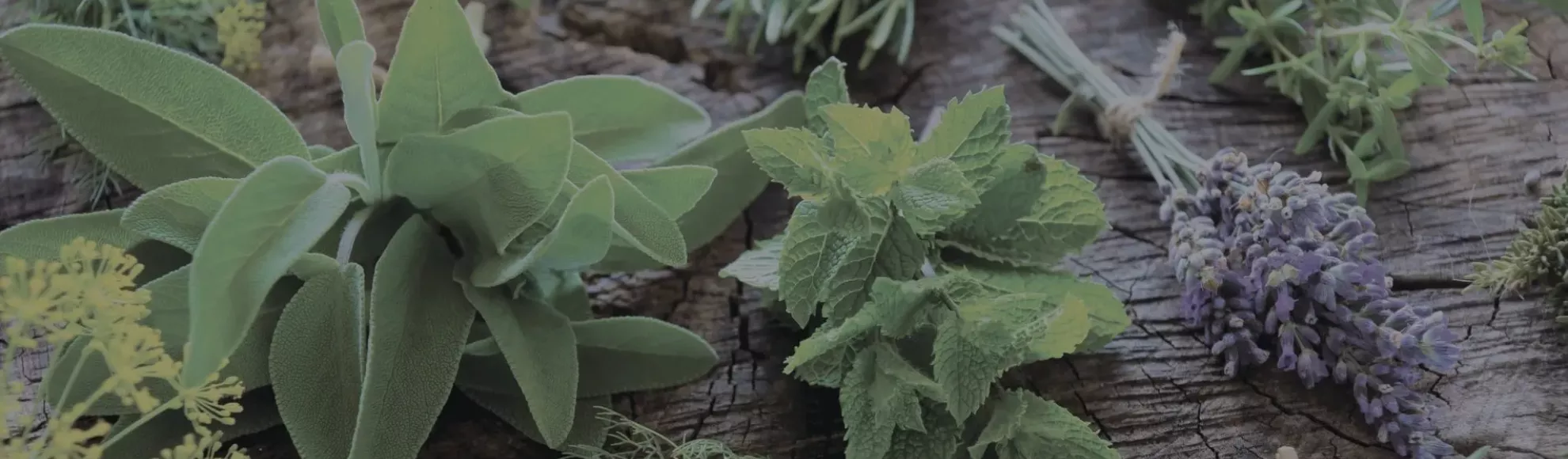 Post-Baccalaureate Certificate in Herbal Studies