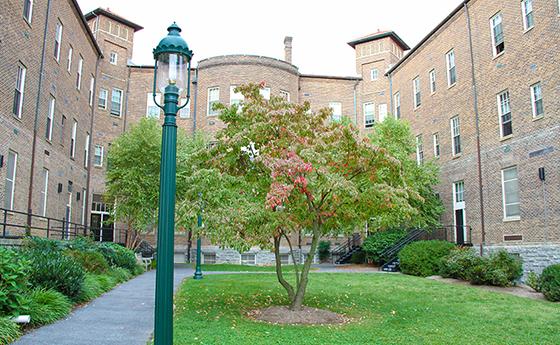 A tree in the area behind Meletia Hall