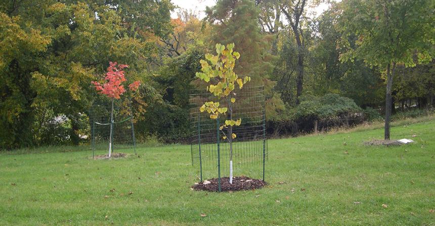 TriBeta Tree Planting