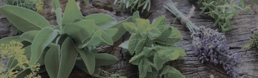 Post-Baccalaureate Certificate in Herbal Studies